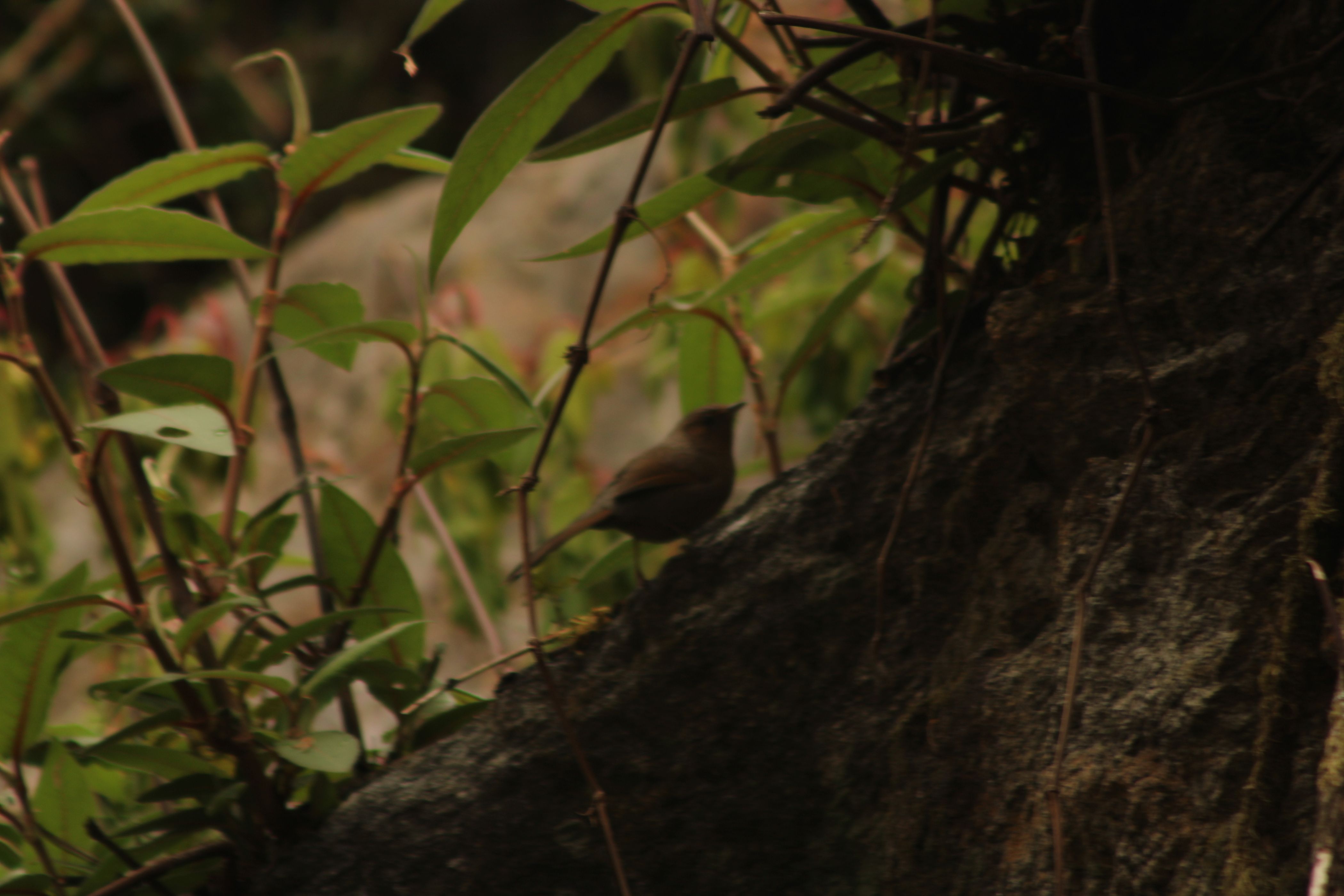 Wild Bird in the Himalayas