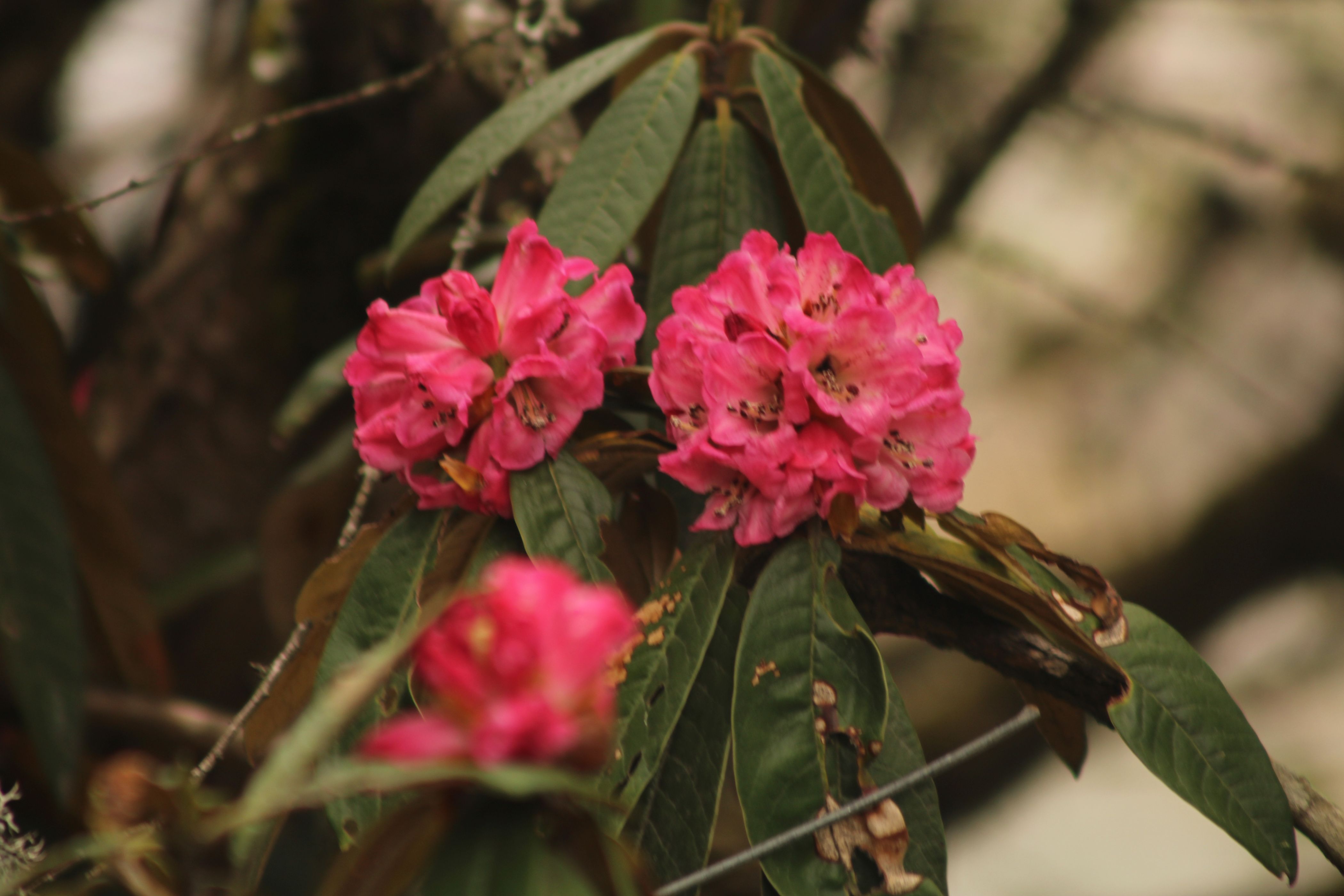 Rhododendron near GhodaTabela